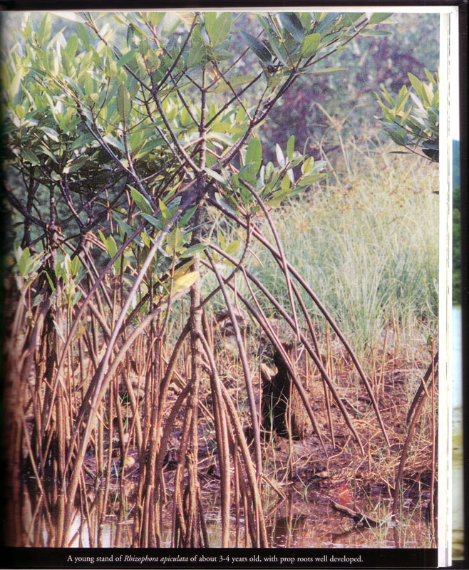 Mangroves of Terengganu - aus dem Buch